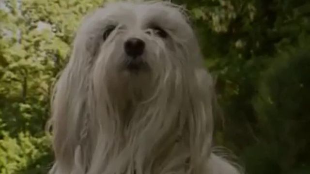 Болоньез. ZooPlace.Ru смотреть онлайн