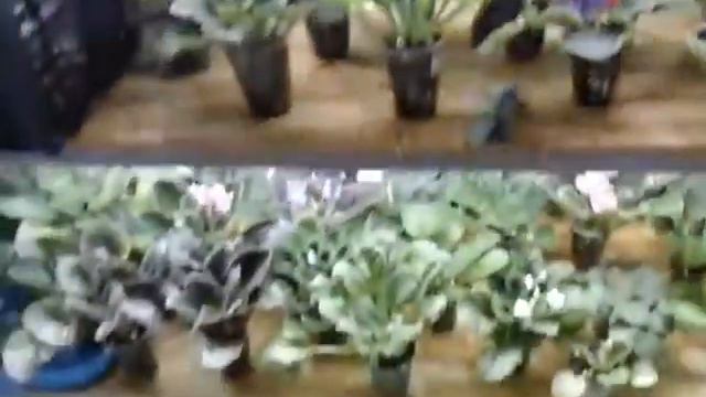 Очередная пересадка.Отчет. смотреть онлайн