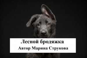 Лесной бродяжка. Автор Марина Струкова. Читает Владислав Горбылев