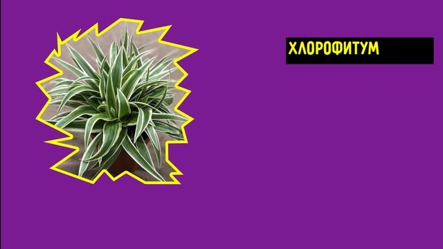 Самые Полезные Комнатные Растения для Вашего Дома!