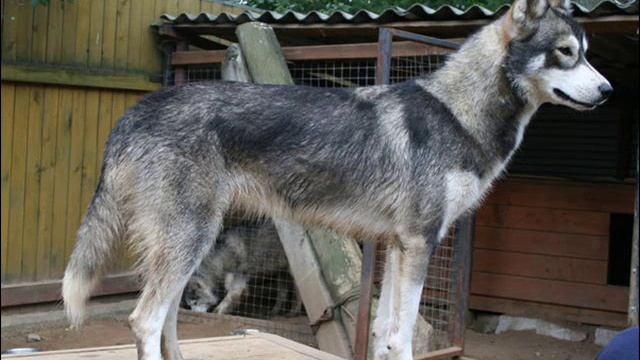 "Мы ВОЛКИ"-автор и исполнитель- Фёдор Столяров. смотреть онлайн