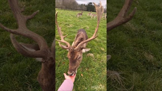 Deers in Phoenix Park Dublin#Олени Феникс Парк Дублин