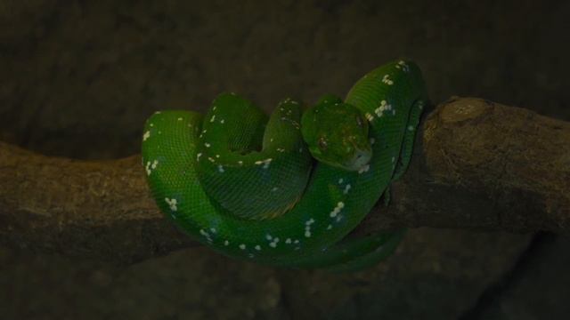 nature | python | snake | reptile | forest | beautiful scenery | relaxing & real clip | ??⛰️?️????❤