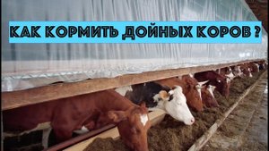 Еще раз о кормлении дойных коров в КФХ "Герефорд"