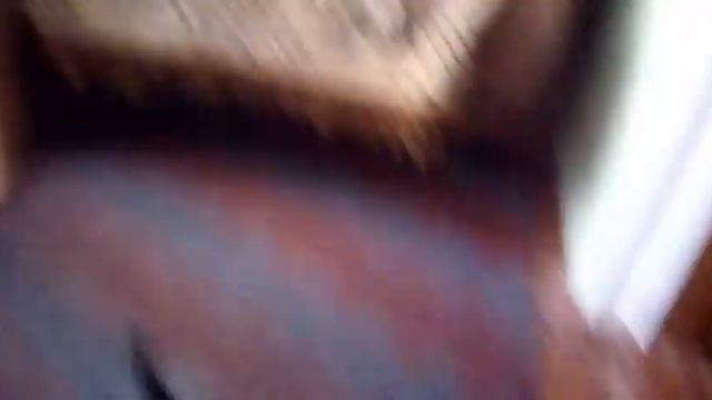 Как выдёт себя первый раз в комнате . Внимание 🐈 кот!!! Да ето неновасть смотреть онлайн