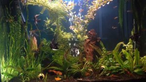 Дизайн аквариума на 220 литров (Травник)