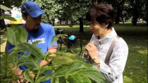 3. Ботанические истории. Амурский бархат. 3.Kasvitieteliset tarinat. Amurinkorkkipuu.