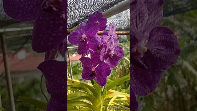 V. PaChArA DeLiGhT "Somsri" Strap Leaf Orchid ll Del's Bloom Diaries ll Series ll Gardening смотреть онлайн