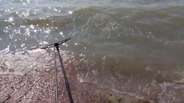 Чехонь и вимба(рыбец) на водохранилище.