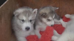 Malamute or a wolf? Dog- wolf. ДОМАШНИЙ ВОЛК - МАЛАМУТ. Одесса.