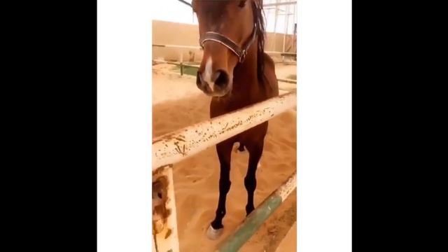 Temper Tantrum Horse смотреть онлайн