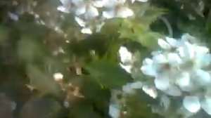 ЖУКИ И ПЧЁЛЫ СОВМЕСТНО СТОЛОВАЮТСЯ НА ЦВЕТКАХ ЕЖЕВИКИ