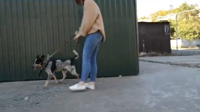 Возьми друга из приюта смотреть онлайн