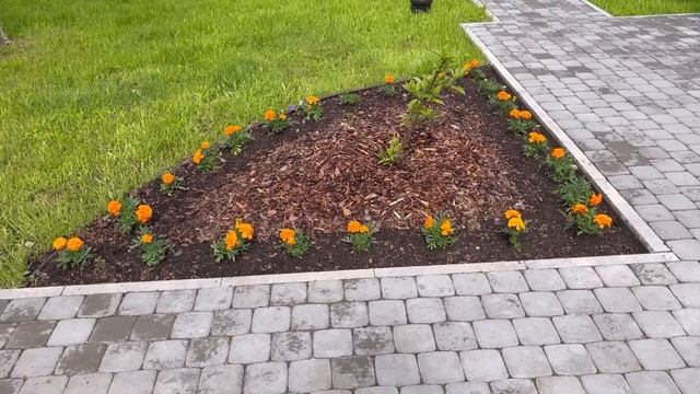 ОБЗОР МОЛОДОГО САДА НА 1 ИЮНЯ. ЧТО БЫЛО И ЧТО СТАЛО. В ПИТОМНИК РАСТЕНИЙ БОЛЬШЕ НИ НОГОЙ!