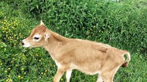 Как я выбирала телят. На что обращала внимание при покупке телочки и бычка.