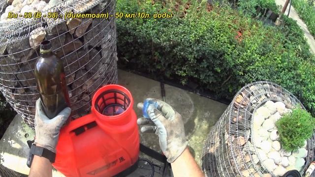 Декоративные растения - эффективная обработка от вредителей. Долгосрочная защита. смотреть онлайн