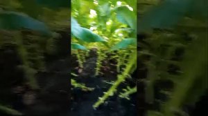 Табак от диванного эксперта. Сорт которого нет ни у кого!