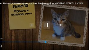 Кот Малыш Котëнок Мурка и Кролик Баффи ВОПРОС ОТВЕТ!