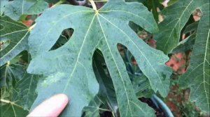 France. Figs. Инжир Signora Rosce. Восхитительный вкус и размерчик ;)