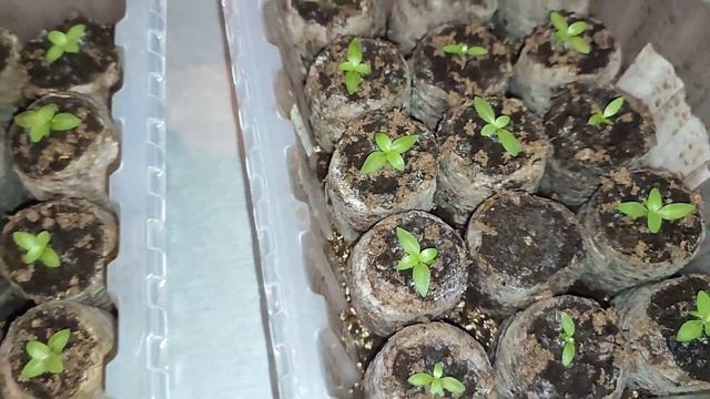 Эустоме 1 месяц. Один сорт - разные агрофирмы. Не черепашка, а помидорка? смотреть онлайн