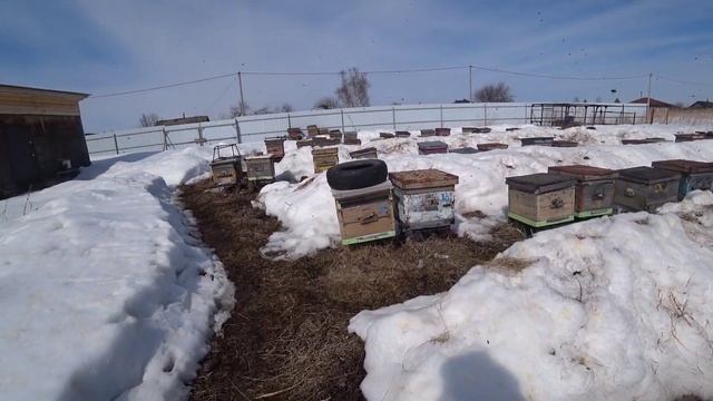Весна в Сибири Пчеловодство 2021 Первый облет Отравили в округе всех пчел  Пришел соболь на пасеку смотреть онлайн