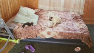 Мопс играет с котенком