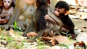 What a pity on newborn | Mum tear legs of baby monkey |Why mommy do this #333