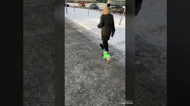 Асенька гуляет. Первая прогулка чихуахуа смотреть онлайн