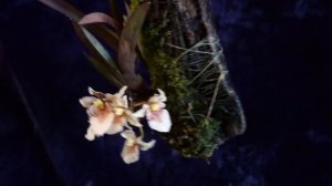 Толумния triquetrum год спустя