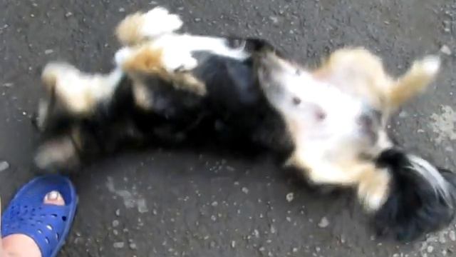 Смешная собака // Funny dog смотреть онлайн