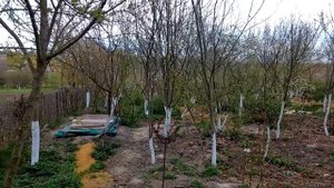 Ирга (цветение)