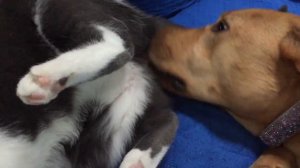 Dog Licks Cat Butt