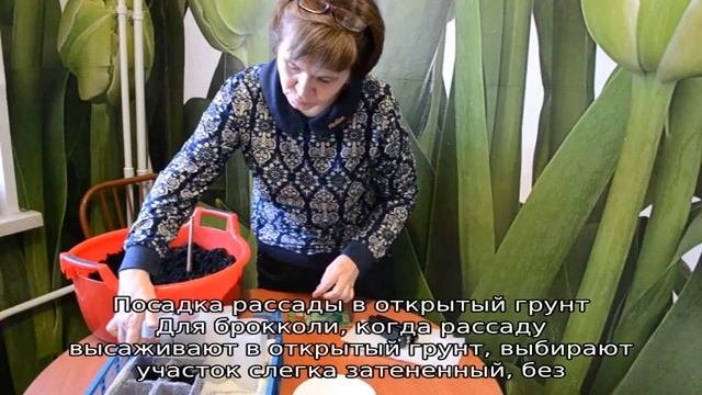 Как сажать брокколи в открытый грунт