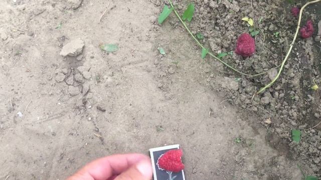 Самый лучший ранний сорт малины. Малина сорта Лячка (Ляшка). смотреть онлайн