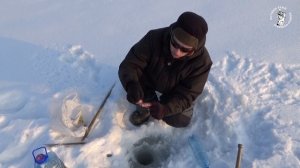 ЖИВЕЦ ЖИВЁТ ВСЮ ЗИМУ! Как рыбачить зимой на жерлицы