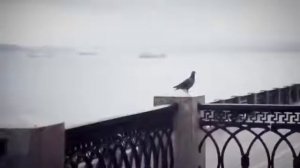 Фолк-группа "Кумовья"-"Ах ночь, голубая ночь"