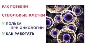 Стволовые клетки. Польза при онкологии. Как простимулировать выработку стволовых клеток