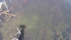 ОГРОМНЫЕ караси и сазаны НА МОРЕ. Откуда здесь такая рыба? Рыбалка в Новопетровке (Бердянск), Берда