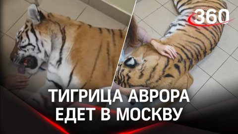 Слепую тигрицу Аврору из Саратова приютят в Московском зоопарке