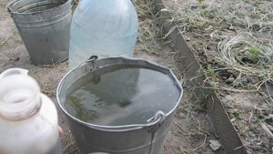 ПОДКОРМКА КЛУБНИКИ В КОНЦЕ АВГУСТА  ДРОЖЖИ +ГУМАТ КАЛИЯ ДЛЯ РАССАДЫ И ВЗРОСЛЫХ КУСТОВ