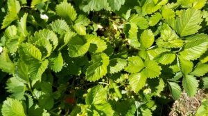 Есть Фея = есть урожай! Сорт земляники