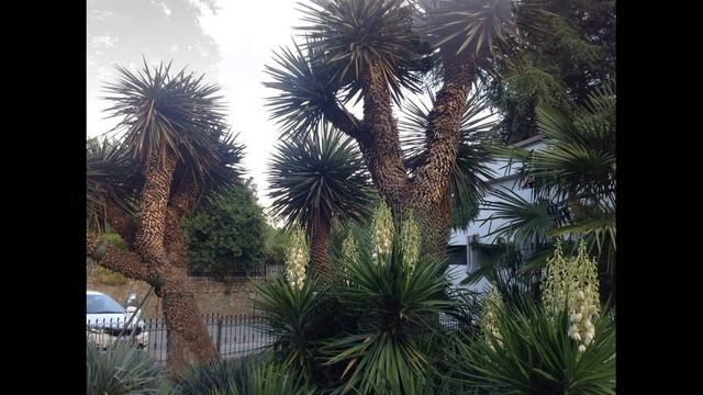 Никитский ботанический сад. Крым смотреть онлайн