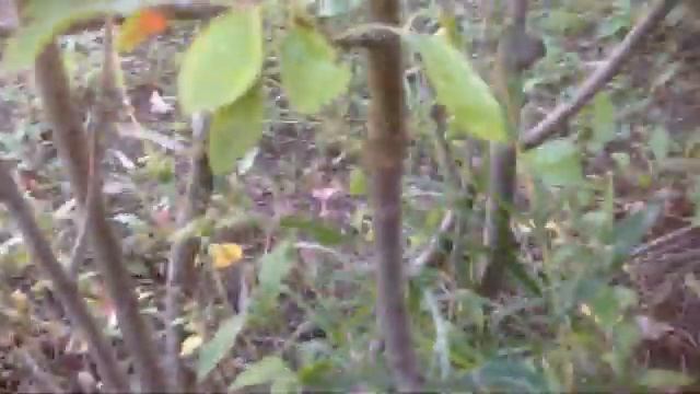 Прививка груши Чижевского на черноплодную рябину 10.04.2020 года смотреть онлайн