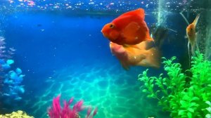 How to feed fish with dry food?