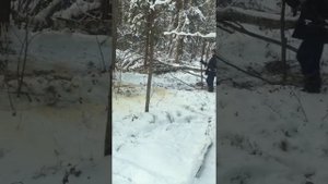 газ 66 лебедка вещь полезная вытаскиваем бревно из чащи леса