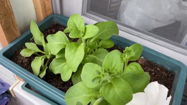 ОГОРОД НА БАЛКОНЕ #4 ИЗМЕНЕНИЯ НА 23.05.21 смотреть онлайн