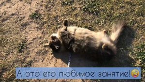 Смешной трусливый кот выходит на улицу. Хватит ли смелости