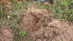 Привада на лису ч.2