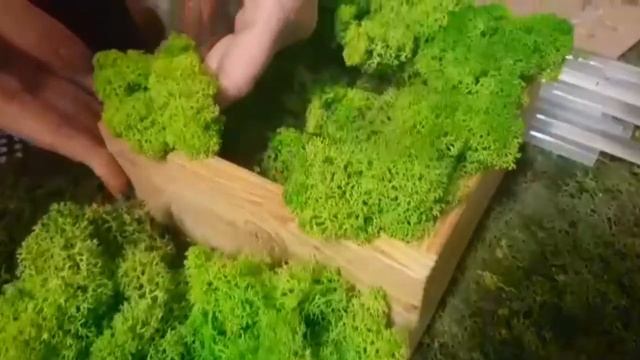 Вазон со мхом СВОИМИ РУКАМИ! Мастер Класс(ZelenkaShow24) смотреть онлайн