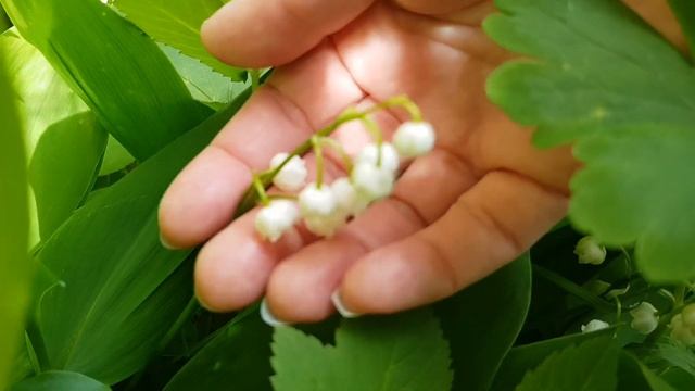 Стихи про ландыши смотреть онлайн